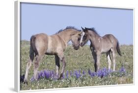 Wild Mustang Foals Among Wild Flowers, Pryor Mountains, Montana, USA-Carol Walker-Framed Photographic Print