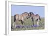 Wild Mustang Foals Among Wild Flowers, Pryor Mountains, Montana, USA-Carol Walker-Framed Photographic Print