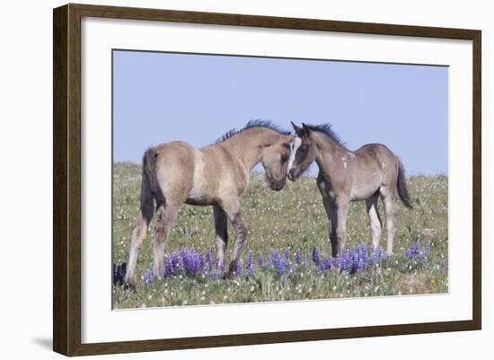 Wild Mustang Foals Among Wild Flowers, Pryor Mountains, Montana, USA-Carol Walker-Framed Photographic Print