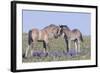 Wild Mustang Foals Among Wild Flowers, Pryor Mountains, Montana, USA-Carol Walker-Framed Photographic Print