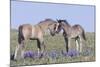 Wild Mustang Foals Among Wild Flowers, Pryor Mountains, Montana, USA-Carol Walker-Mounted Photographic Print