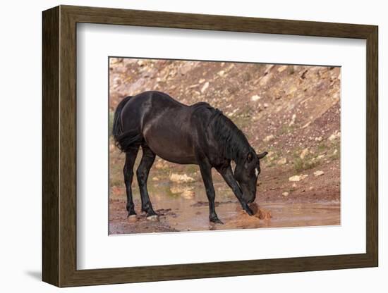 Wild mustang horse at water hole in the Bighorn National Recreation Area, Montana, USA-Chuck Haney-Framed Photographic Print