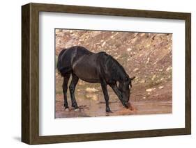 Wild mustang horse at water hole in the Bighorn National Recreation Area, Montana, USA-Chuck Haney-Framed Photographic Print