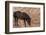 Wild mustang horse at water hole in the Bighorn National Recreation Area, Montana, USA-Chuck Haney-Framed Photographic Print