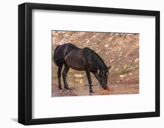 Wild mustang horse at water hole in the Bighorn National Recreation Area, Montana, USA-Chuck Haney-Framed Photographic Print