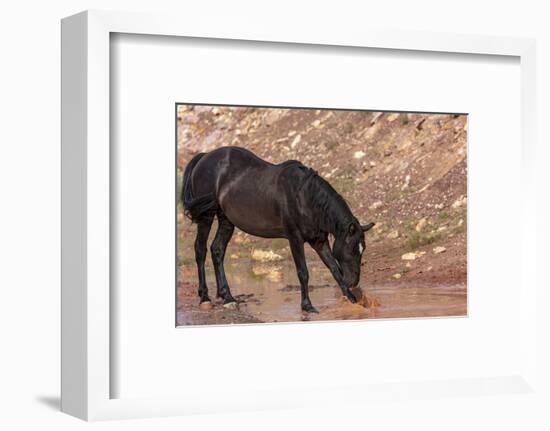 Wild mustang horse at water hole in the Bighorn National Recreation Area, Montana, USA-Chuck Haney-Framed Photographic Print