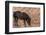 Wild mustang horse at water hole in the Bighorn National Recreation Area, Montana, USA-Chuck Haney-Framed Photographic Print