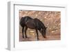 Wild mustang horse at water hole in the Bighorn National Recreation Area, Montana, USA-Chuck Haney-Framed Photographic Print