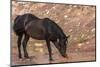 Wild mustang horse at water hole in the Bighorn National Recreation Area, Montana, USA-Chuck Haney-Mounted Photographic Print