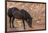 Wild mustang horse at water hole in the Bighorn National Recreation Area, Montana, USA-Chuck Haney-Framed Photographic Print