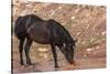 Wild mustang horse at water hole in the Bighorn National Recreation Area, Montana, USA-Chuck Haney-Stretched Canvas