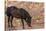 Wild mustang horse at water hole in the Bighorn National Recreation Area, Montana, USA-Chuck Haney-Stretched Canvas