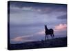 Wild Mustang Horses Running Across Field in Wyoming and Montana-Bill Eppridge-Stretched Canvas