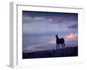 Wild Mustang Horses Running Across Field in Wyoming and Montana-Bill Eppridge-Framed Photographic Print