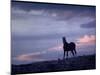 Wild Mustang Horses Running Across Field in Wyoming and Montana-Bill Eppridge-Mounted Photographic Print