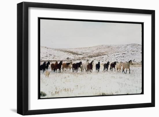 Wild Mustang Horses Running Across Field in Wyoming and Montana-Bill Eppridge-Framed Photographic Print