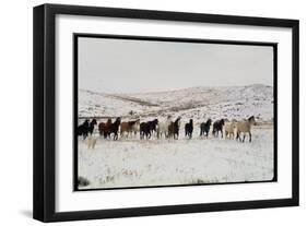 Wild Mustang Horses Running Across Field in Wyoming and Montana-Bill Eppridge-Framed Photographic Print