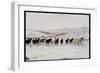 Wild Mustang Horses Running Across Field in Wyoming and Montana-Bill Eppridge-Framed Photographic Print