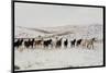 Wild Mustang Horses Running Across Field in Wyoming and Montana-Bill Eppridge-Mounted Photographic Print