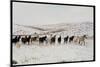 Wild Mustang Horses Running Across Field in Wyoming and Montana-Bill Eppridge-Mounted Photographic Print