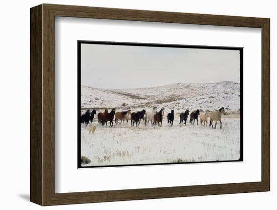 Wild Mustang Horses Running Across Field in Wyoming and Montana-Bill Eppridge-Framed Photographic Print