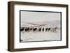 Wild Mustang Horses Running Across Field in Wyoming and Montana-Bill Eppridge-Framed Photographic Print