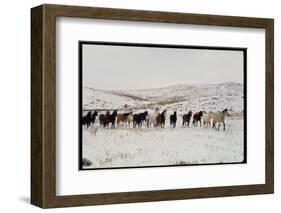 Wild Mustang Horses Running Across Field in Wyoming and Montana-Bill Eppridge-Framed Photographic Print