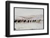 Wild Mustang Horses Running Across Field in Wyoming and Montana-Bill Eppridge-Framed Photographic Print