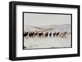 Wild Mustang Horses Running Across Field in Wyoming and Montana-Bill Eppridge-Framed Photographic Print