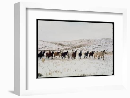 Wild Mustang Horses Running Across Field in Wyoming and Montana-Bill Eppridge-Framed Photographic Print