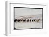 Wild Mustang Horses Running Across Field in Wyoming and Montana-Bill Eppridge-Framed Photographic Print