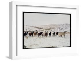 Wild Mustang Horses Running Across Field in Wyoming and Montana-Bill Eppridge-Framed Photographic Print