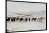 Wild Mustang Horses Running Across Field in Wyoming and Montana-Bill Eppridge-Mounted Photographic Print