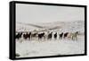 Wild Mustang Horses Running Across Field in Wyoming and Montana-Bill Eppridge-Framed Stretched Canvas