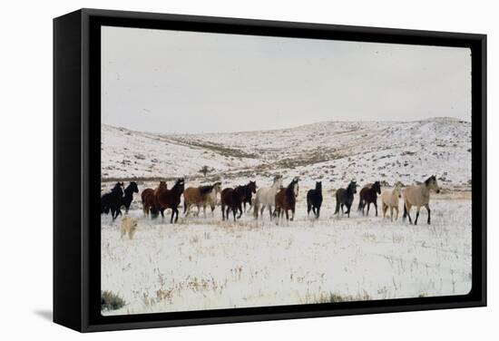 Wild Mustang Horses Running Across Field in Wyoming and Montana-Bill Eppridge-Framed Stretched Canvas