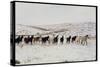 Wild Mustang Horses Running Across Field in Wyoming and Montana-Bill Eppridge-Stretched Canvas