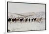 Wild Mustang Horses Running Across Field in Wyoming and Montana-Bill Eppridge-Framed Photographic Print