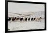 Wild Mustang Horses Running Across Field in Wyoming and Montana-Bill Eppridge-Framed Photographic Print