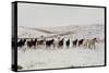 Wild Mustang Horses Running Across Field in Wyoming and Montana-Bill Eppridge-Stretched Canvas