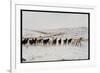 Wild Mustang Horses Running Across Field in Wyoming and Montana-Bill Eppridge-Framed Photographic Print