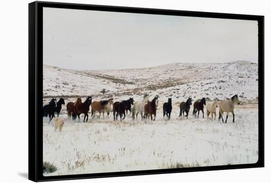 Wild Mustang Horses Running Across Field in Wyoming and Montana-Bill Eppridge-Framed Stretched Canvas