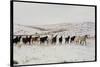 Wild Mustang Horses Running Across Field in Wyoming and Montana-Bill Eppridge-Stretched Canvas