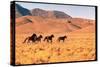 Wild Mustang Horses Running Across Field in Wyoming and Montana-Bill Eppridge-Stretched Canvas