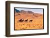 Wild Mustang Horses Running Across Field in Wyoming and Montana-Bill Eppridge-Framed Photographic Print