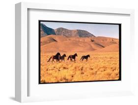 Wild Mustang Horses Running Across Field in Wyoming and Montana-Bill Eppridge-Framed Photographic Print