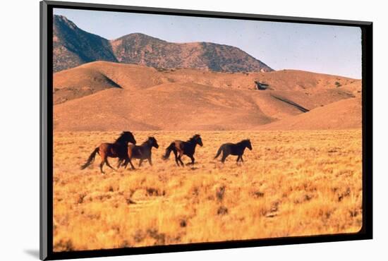 Wild Mustang Horses Running Across Field in Wyoming and Montana-Bill Eppridge-Mounted Photographic Print