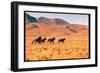 Wild Mustang Horses Running Across Field in Wyoming and Montana-Bill Eppridge-Framed Photographic Print