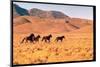 Wild Mustang Horses Running Across Field in Wyoming and Montana-Bill Eppridge-Mounted Photographic Print