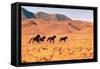 Wild Mustang Horses Running Across Field in Wyoming and Montana-Bill Eppridge-Framed Stretched Canvas