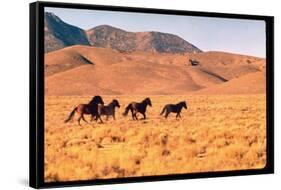 Wild Mustang Horses Running Across Field in Wyoming and Montana-Bill Eppridge-Framed Stretched Canvas